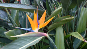 cartagena-tours-jardin-botanico